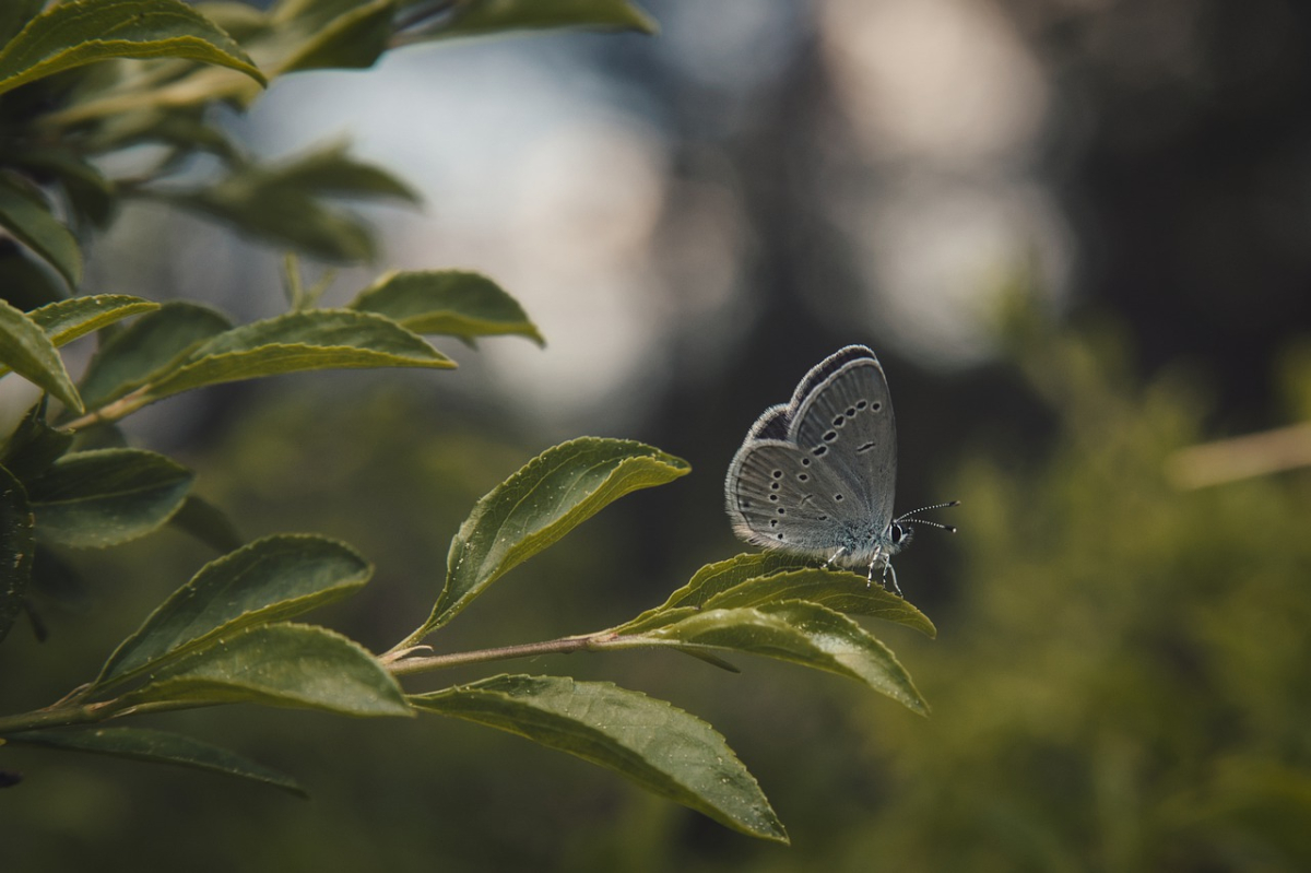 butterfly-7620445_1280.jpg