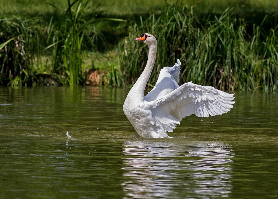 swan-359931_960_720.jpg