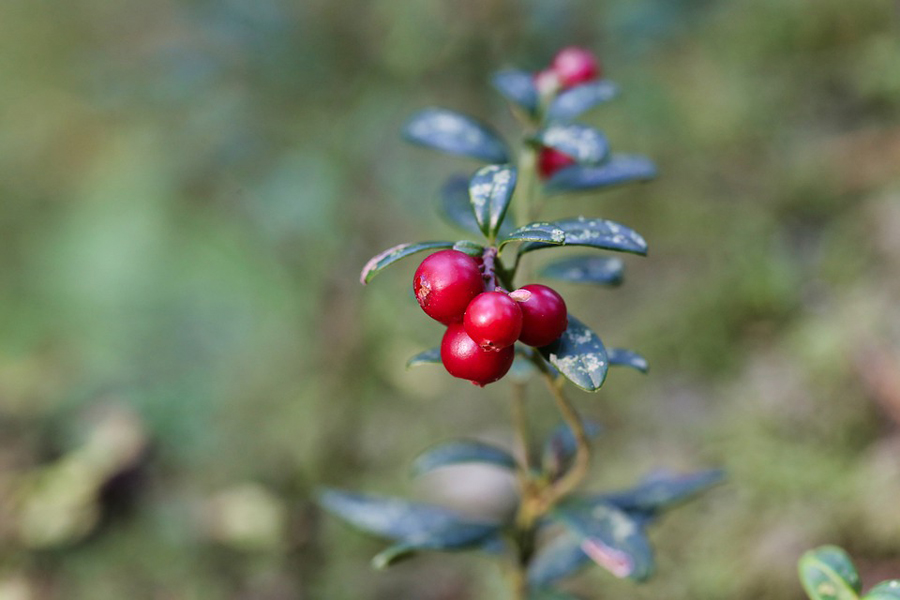 lingonberry-5613693_960_720.jpg