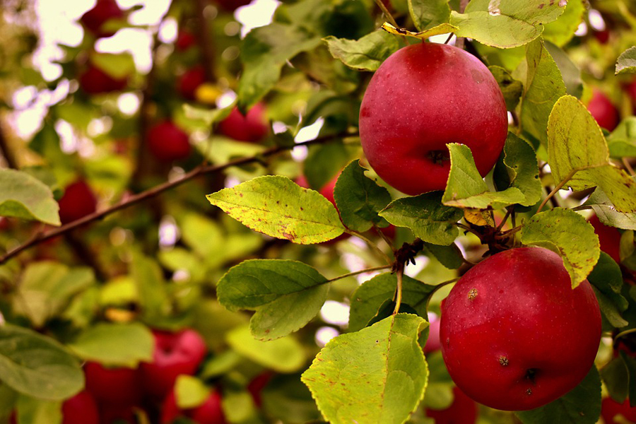 apples-6633550_960_720.jpg