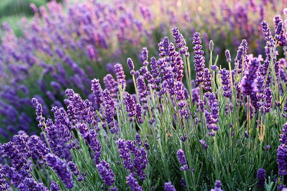lavenders-6482579_960_720.jpg