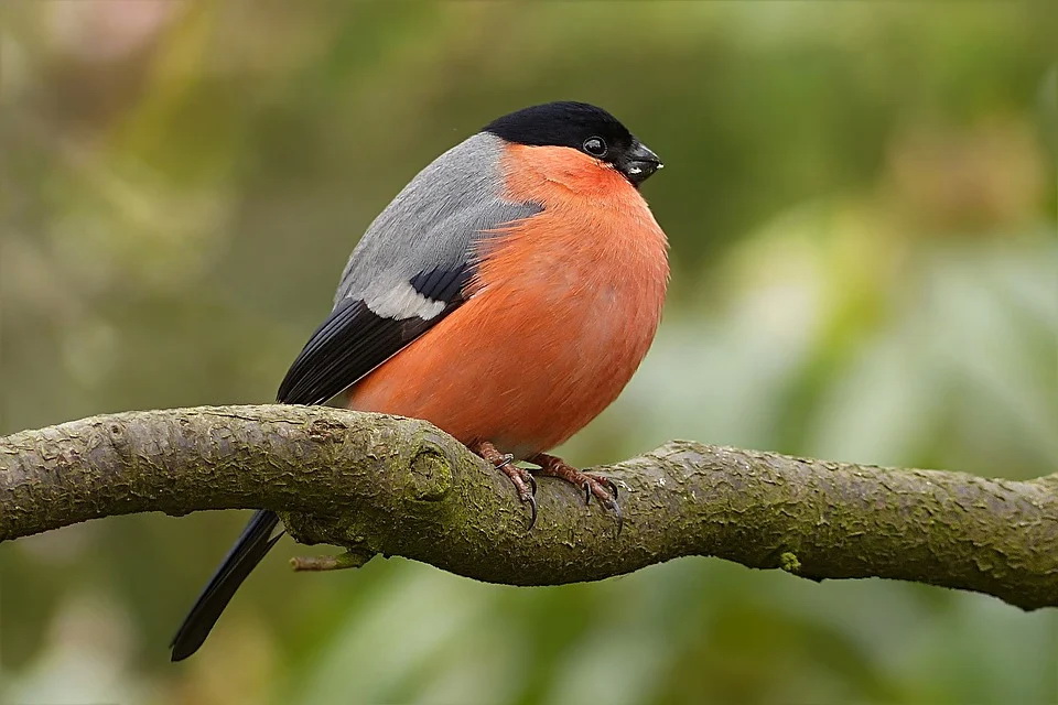 bullfinch-1269677_960_720.jpg