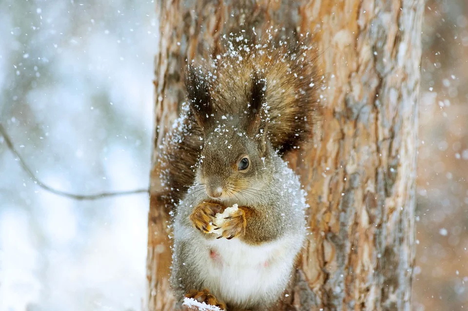 squirrel-4700919_960_720.jpg