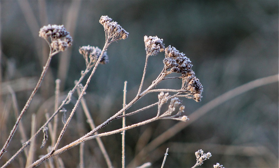 nature-4969920_960_720.jpg