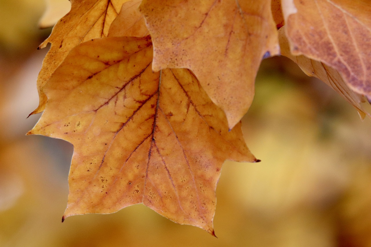 tulip-tree-8371792_1280.jpg tulip-tree-8371792_1280.jpg