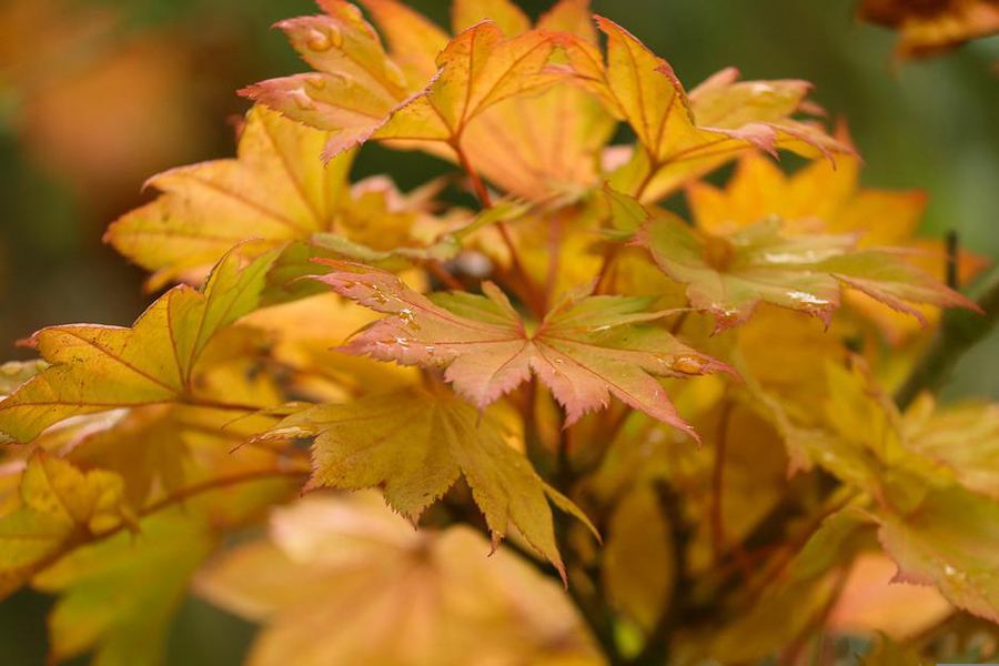 autumn-5638609_960_720.jpg
