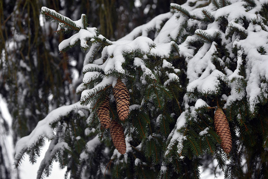 tree-6875638_960_720.jpg tree-6875638_960_720.jpg