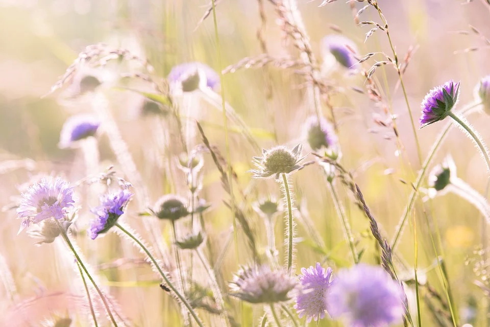 wildflowers-1406846_960_720.jpg