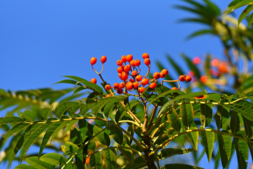 rowan-3673758_960_720.jpg