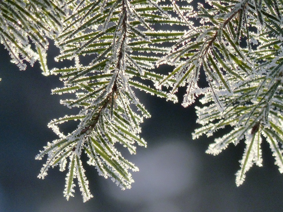 tree-226676_960_720.jpg