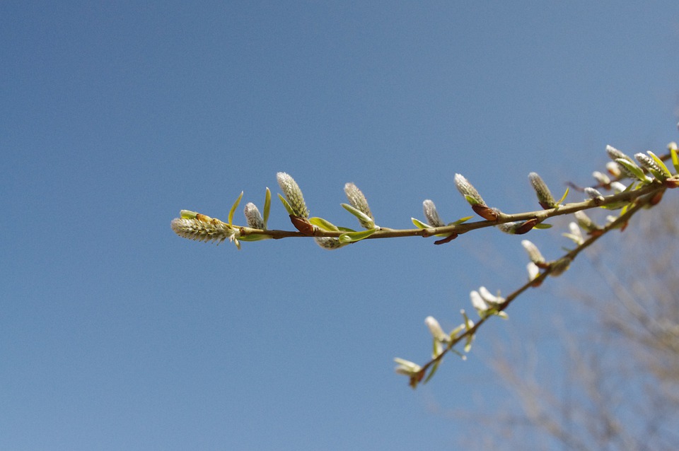 pussy-willow-5034206_960_720.jpg