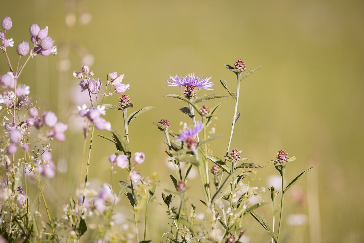 forked-catchfly-1603400_1280.jpg forked-catchfly-1603400_1280.jpg