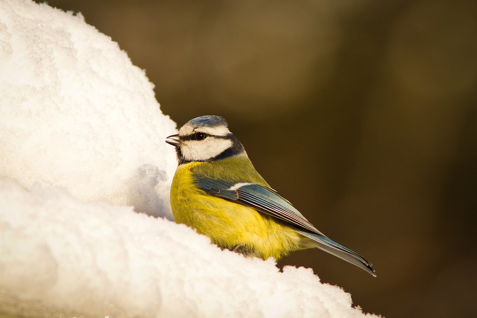 blue-tit-6928386_960_720.jpg