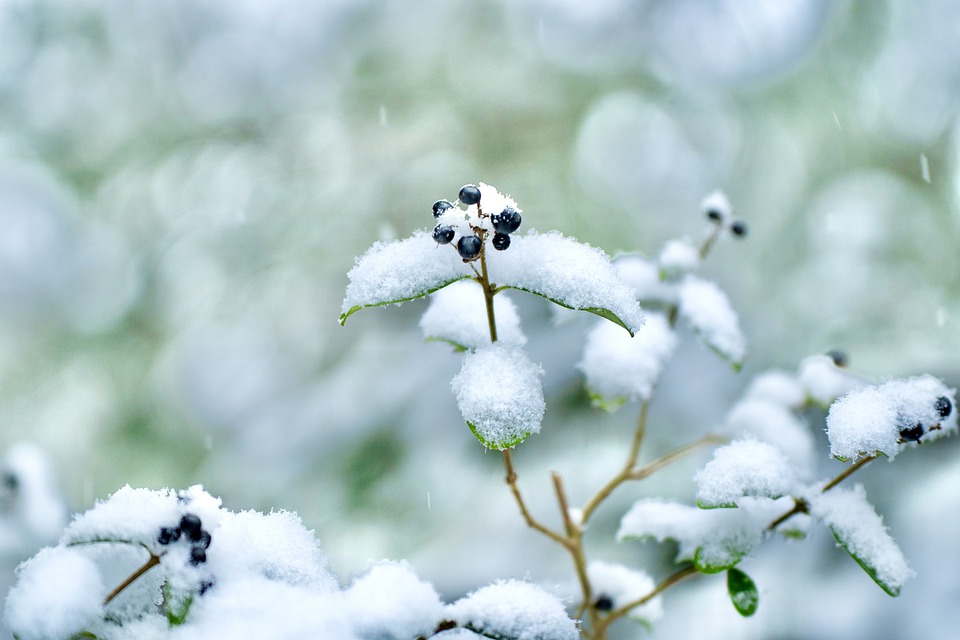 berries-5961964_960_720.jpg
