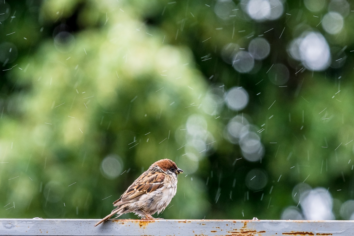 birds-4389024_1920.jpg