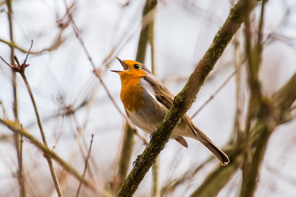 bird-2119874_960_720.jpg