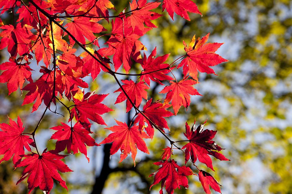 maple-leaves-2789234_960_720.jpg