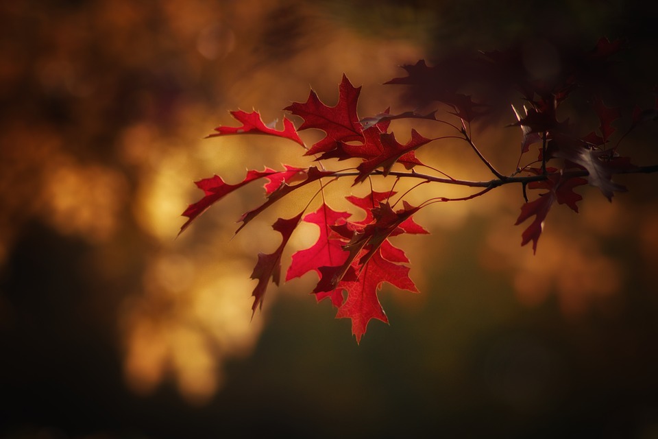 maple-leaves-2895335_960_720.jpg