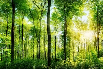WOOD INNOVATION: Минлесхоз предлагает поучаствовать в экоконкурсе