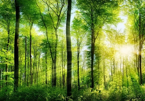 WOOD INNOVATION: Минлесхоз предлагает поучаствовать в экоконкурсе