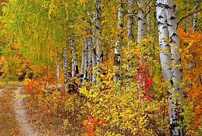 Облачно и до +14°С будет в Гомеле 24 сентября