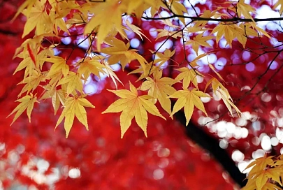 Кратковременный дождь и до +10°С ожидается в Гомеле 22 октября 