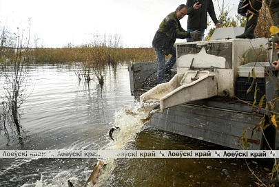 В большую воду Днепро-Брагинского водохранилища выпустили 4100 особей щуки