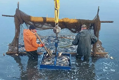 Карпом двухлеткой БООР зарыбило Днепро-Брагинское водохранилище в Лоевском районе. На ПМЖ выпустили 19 000 особей