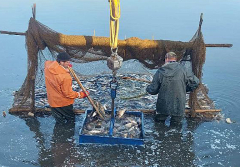 Карпом двухлеткой БООР зарыбило Днепро-Брагинское водохранилище в Лоевском районе. На ПМЖ выпустили 19 000 особей