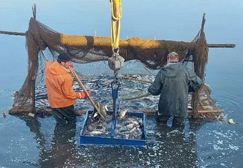 Карпом двухлеткой БООР зарыбило Днепро-Брагинское водохранилище в Лоевском районе. На ПМЖ выпустили 19 000 особей