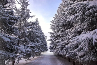 Мокрый снег, гололедица и до -9°C ночью ожидается в Гомеле 16 декабря