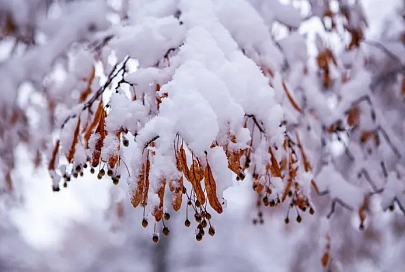 Осадки, гололедица и до +3°C ожидается в Гомеле 24 декабря