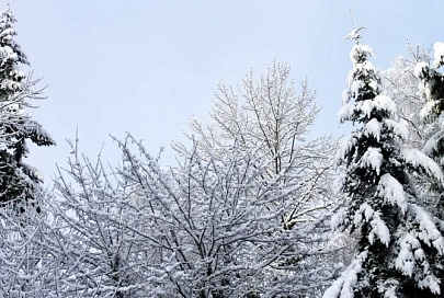 Ночью осадки, слабый туман и до +2°C ожидается в Гомеле 28 декабря