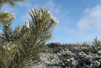 Осадки и до +2°C ожидается в Гомеле 29 декабря