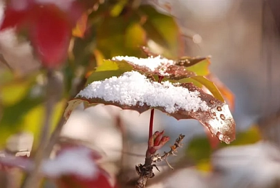 Осадки и до +5°C ожидается в Гомеле 5 января