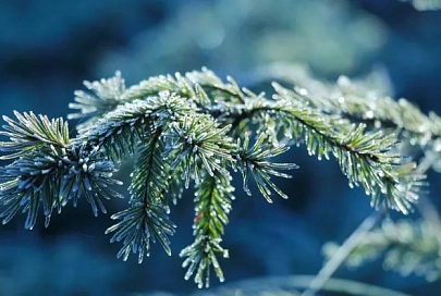 Сильный ветер, гололедица и до -7°C ночью ожидается в Гомеле 10 января