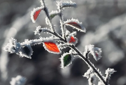 Без осадков и до +1°C ожидается в Гомеле 25 января