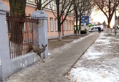 В Гомеле на Интернациональной косуля застряла в заборе