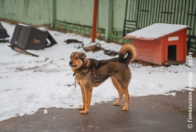 Погода в Гомеле 20 февраля