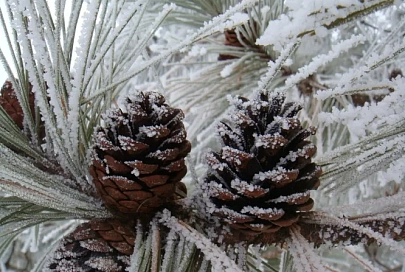 Гололедица и до -12°C ночью ожидается в Гомеле 23 февраля