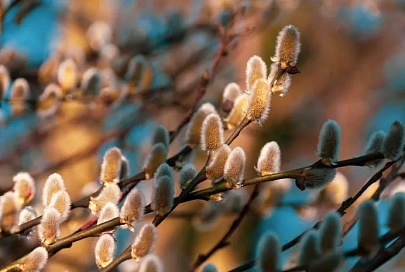 Облачно и до +18°C ожидается в Гомеле 20 апреля
