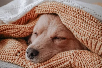 +11..+13°C прогнозируют в Гомеле 7 мая