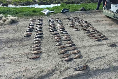 Не дотерпели: в двух районах Гомельской области браконьеры рыбачили во время нерестового запрета 
