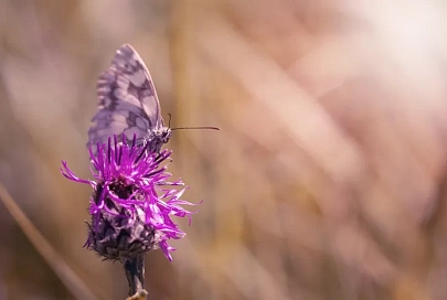 Небольшой дождь и до +28°C ожидается в Гомеле 7 июня