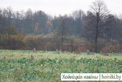Фотофакт: косули гуляют в Хойникском районе