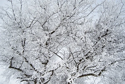 Осадки и до -5°C ночью ожидается в Гомеле 29 ноября