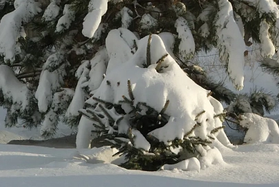 Осадки и до -7°C ночью ожидается в Гомеле 30 ноября