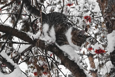 Температура воздуха в Гомеле 5 декабря упадет до -5..-7°C