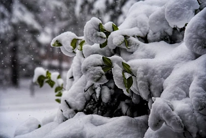 Облачно и до -7°C ночью ожидается в Гомеле 9 декабря