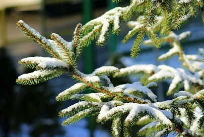 Осадки и до +1°C ожидается в Гомеле 12 декабря